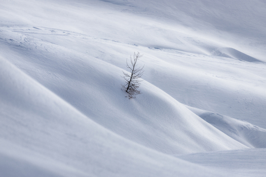View of a solitary bare tree standing on undulating snow covered slopes in the Dolomites Trentino Alto Adige Italy. View of a solitary bare tree standing on undulating snow covered slopes in the Dolomites Trentino Alto Adige Italy.