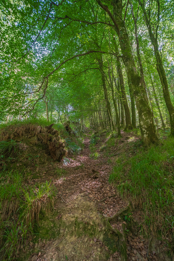 View of a woodland path in Deer Park surrounded by lush green trees ferns and fallen leaves on the forest floor in Looe Cornwall United Kingdom. View of a woodland path in Deer Park surrounded by lush green trees ferns and fallen leaves on the forest floor in Looe Cornwall United Kingdom.