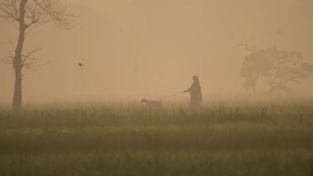 View of a woman walking a goat in a misty field Bogura Bangladesh. View of a woman walking a goat in a misty field Bogura Bangladesh.