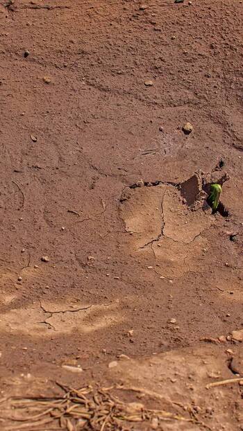 View of a green sprout emerging from cracked dry earth in Latvia. View of a green sprout emerging from cracked dry earth in Latvia.