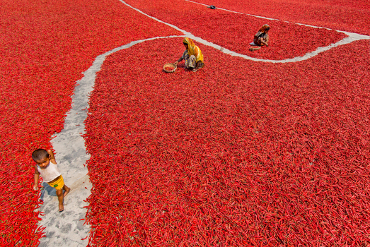 Bogura Bangladesh 12 March 2018 View of women working in a field of red chili peppers drying in the sun with a small child walking on a concrete path. Bogura Bangladesh 12 March 2018 View of women working in a field of red chili peppers drying in the sun with a small child walking on a concrete path.