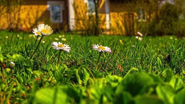 View of daisies in a green field in Latvia.