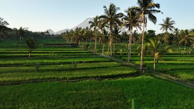 Aerial view of rice terraces in Cancangan Indonesia.
