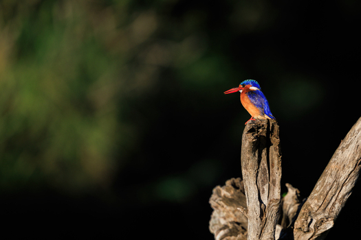 View of a malachite kingfisher with vibrant blue and orange plumage perched on a dry branch in the wilderness of Kruger National Park Skukuza Mpumalanga South Africa. View of a malachite kingfisher with vibrant blue and orange plumage perched on a dry branch in the wilderness of Kruger National Park Skukuza Mpumalanga South Africa.
