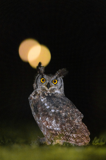 View of a spotted eagle owl with striking yellow eyes perched on the grass at night with golden bokeh lights in the background in Kruger Park Mpumalanga South Africa. View of a spotted eagle owl with striking yellow eyes perched on the grass at night with golden bokeh lights in the background in Kruger Park Mpumalanga South Africa.