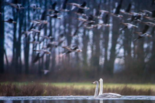 View of two swans swimming on a calm lake with a large flock of birds flying in the background over a field and trees in Debrzno Pomeranian Voivodeshi Poland.