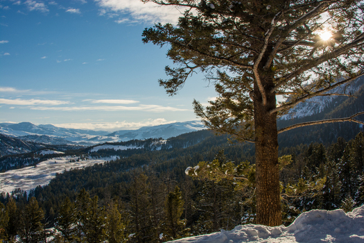 View of Yellowstone National Park in winter with snow covered mountains evergreen forests and bright sunlight filtering through a pine tree in the United States.