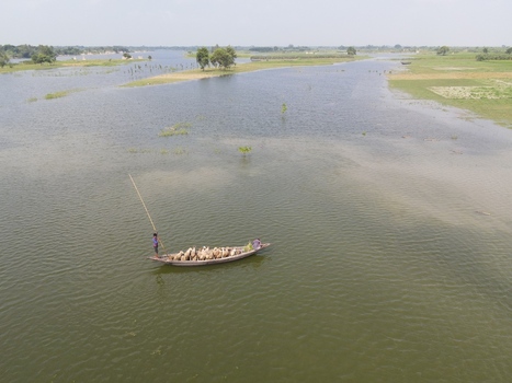 Aerial view of a small wooden boat carrying livestock navigated by a person with a long pole on a river surrounded by flooded fields in Kushtia Khulna Division Bangladesh. Aerial view of a small wooden boat carrying livestock navigated by a person with a long pole on a river surrounded by flooded fields in Kushtia Khulna Division Bangladesh.