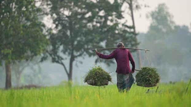 View of a farmer carrying grass in a field Bangladesh.