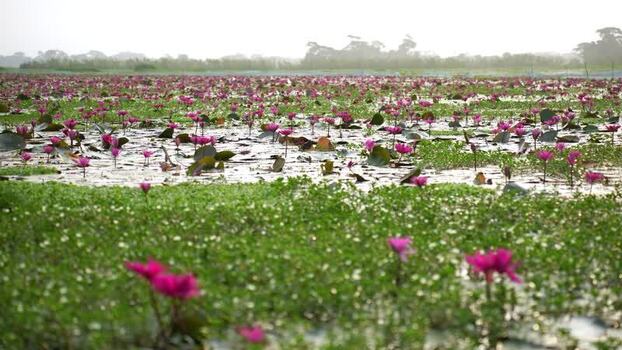 View of pink water lilies blooming in a wetland Bangladesh. View of pink water lilies blooming in a wetland Bangladesh.