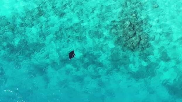 Aerial view of a manta ray swimming in turquoise water Maldives.