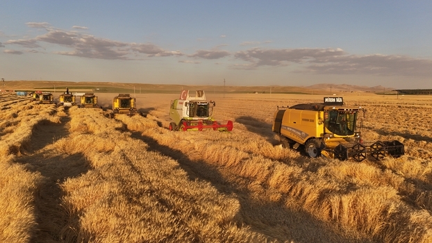 Kadinhani Konya Turkiye 24 September 2026 Aerial view of multiple combine harvesters working in a vast golden wheat field during the golden hour. Kadinhani Konya Turkiye 24 September 2026 Aerial view of multiple combine harvesters working in a vast golden wheat field during the golden hour.