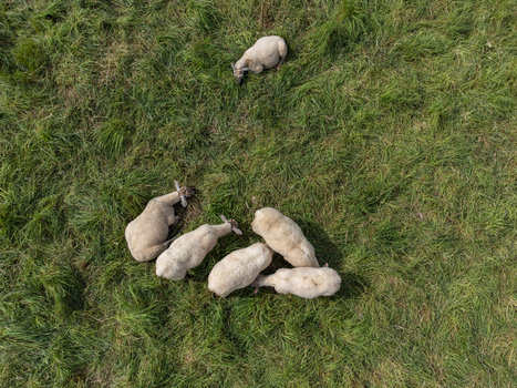 Aerial view of grazing sheep scattered across vibrant green fields near Oijense Benedendijk Hemelrijksewaard Noord Brabant Netherlands. Aerial view of grazing sheep scattered across vibrant green fields near Oijense Benedendijk Hemelrijksewaard Noord Brabant Netherlands.