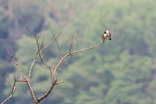 View of two collared falconets perched on a bare tree branch against a lush blurred forest background in Dehong Dai and Jingpo Autonomous Prefecture Yunnan China. View of two collared falconets perched on a bare tree branch against a lush blurred forest background in Dehong Dai and Jingpo Autonomous Prefecture Yunnan China.