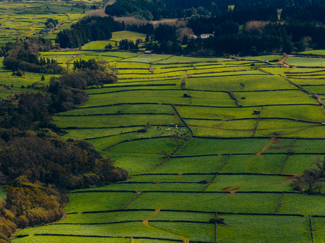 Aerial view of lush green pastures divided by traditional stone walls with grazing cattle on Terceira Island Azores Portugal. Aerial view of lush green pastures divided by traditional stone walls with grazing cattle on Terceira Island Azores Portugal.