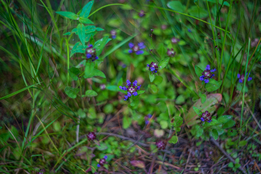 View of small purple self heal wildflowers blooming amidst green grass and forest floor foliage in Deer Park Looe Cornwall United Kingdom. View of small purple self heal wildflowers blooming amidst green grass and forest floor foliage in Deer Park Looe Cornwall United Kingdom.