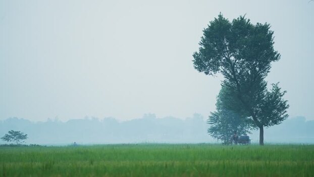 View of a misty rural field with trees in Bogura Bangladesh. View of a misty rural field with trees in Bogura Bangladesh.