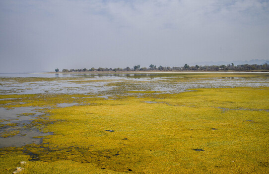View of the expansive verdant wetlands meeting the still grey waters under a muted sky Uchhali Lake Pakistan. View of the expansive verdant wetlands meeting the still grey waters under a muted sky Uchhali Lake Pakistan.