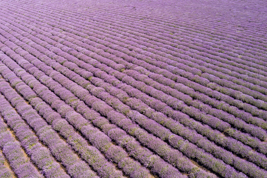 Aerial view of vibrant purple lavender fields planted in neat rows creating a textured pattern across the landscape in Saints Constantine and Helena Varna Bulgaria.