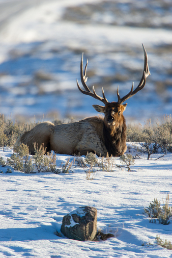 View of a bull elk with large antlers resting in the snow in a field with sagebrush at Yellowstone National Park United States.