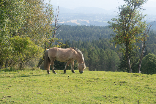 View of a Fjord horse grazing in a lush green meadow with a dense forest and misty valley in the background Trondheim Trondelag Norway. View of a Fjord horse grazing in a lush green meadow with a dense forest and misty valley in the background Trondheim Trondelag Norway.