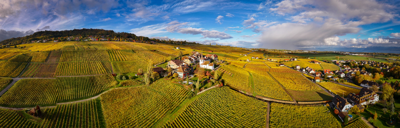 Aerial view of golden vineyards cascade down rolling hills contrasting with the quaint village nestled among them F&eacute;chy Vaud Switzerland.