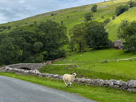View of a sheep running along a stone wall and a country road with rolling green hills a stone bridge and a rustic barn in Hawes England United Kingdom. View of a sheep running along a stone wall and a country road with rolling green hills a stone bridge and a rustic barn in Hawes England United Kingdom.