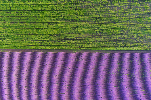 Aerial view of a vibrant landscape featuring a split field of green crops and purple lavender rows in Bulgaria. Aerial view of a vibrant landscape featuring a split field of green crops and purple lavender rows in Bulgaria.