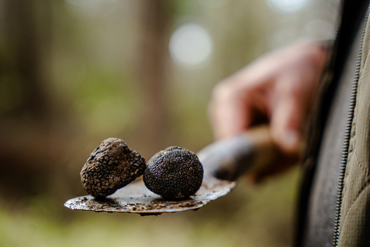 View of freshly unearthed black truffles resting on a trowel held by a blurred figure amidst the soft focus greens and browns of a forest Pula Istria County Croatia.