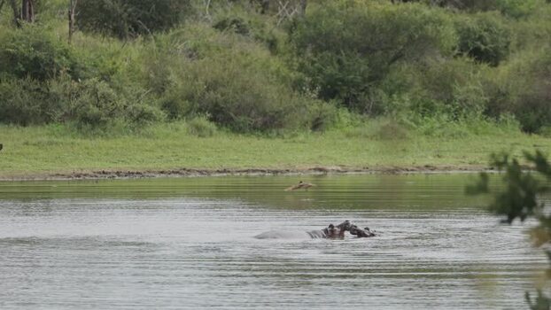View of a hippopotamus in Kruger National Park South Africa.