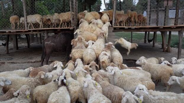 View of a large flock of sheep entering a wooden enclosure Nepal.