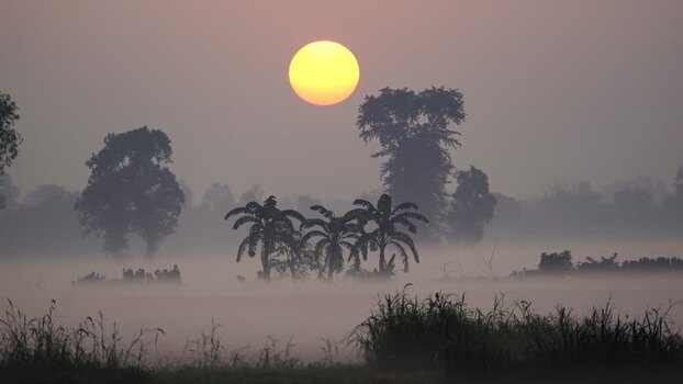 View of a misty sunrise over palm trees in Bogura Bangladesh.