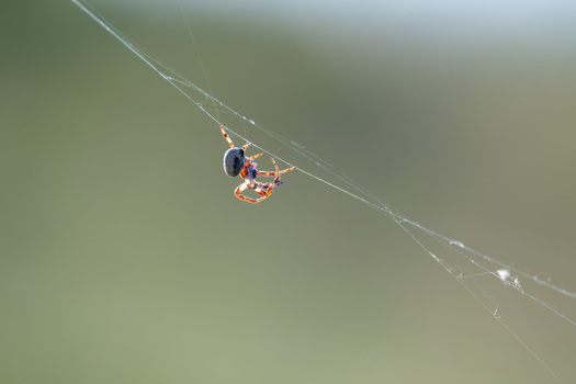 View of a spider hanging from its silk web against a soft green bokeh background at Narta Lagoon in Zvernec Vlore County Albania.