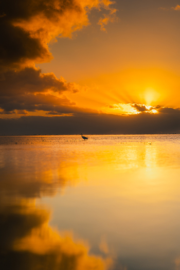 View of a lone bird standing in the shallow waters of Aitutaki lagoon during a vibrant golden sunset with clouds reflecting on the calm surface in the Cook Islands. View of a lone bird standing in the shallow waters of Aitutaki lagoon during a vibrant golden sunset with clouds reflecting on the calm surface in the Cook Islands.