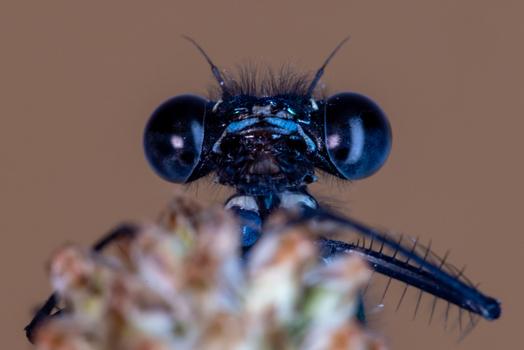 View of a macro close up of a blue damselfly head with large compound eyes resting on a plant Wittenheim Grand Est France.