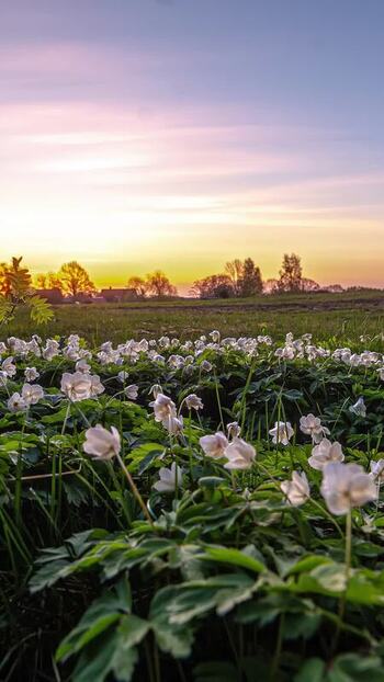 View of wood anemones in a rural landscape Latvia. View of wood anemones in a rural landscape Latvia.