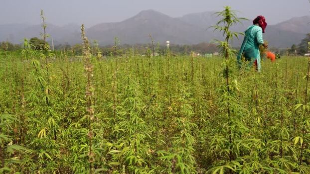 View of a woman working in a cannabis field in Dang Nepal. View of a woman working in a cannabis field in Dang Nepal.