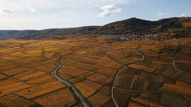 Aerial view of the golden autumn vineyards surrounding the village of Eguisheim with the Trois Chateaux d Eguisheim visible in the hills in Eguisheim Grand Est France.
