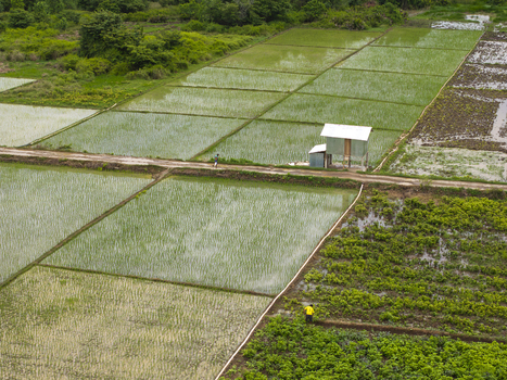 Aerial view of rice paddies in Sumbawa with a small hut and farmers working in the fields West Nusa Tenggara Indonesia. Aerial view of rice paddies in Sumbawa with a small hut and farmers working in the fields West Nusa Tenggara Indonesia.