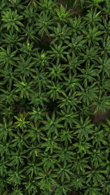Aerial view of Llorona Palm Fields in Quepos Costa Rica.