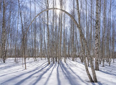 View of sun drenched birch trees casting long shadows across a snowy ground a bent tree forming a natural archway Pereslavl Zalessky Yaroslavl Oblast Russia. View of sun drenched birch trees casting long shadows across a snowy ground a bent tree forming a natural archway Pereslavl Zalessky Yaroslavl Oblast Russia.