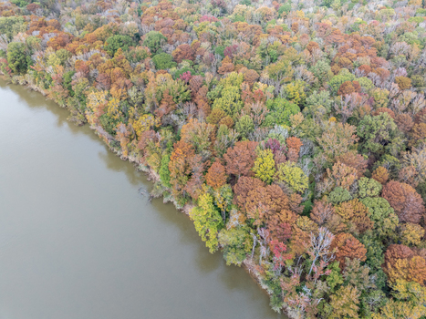 Aerial view of colorful trees showing a mix of greens yellows and reds along the water s edge Fort Motte South Carolina United States.