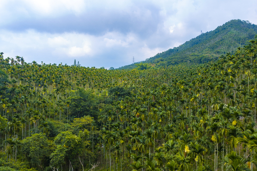 Aerial view of a dense betel nut palm plantation covering the rolling hills under a cloudy sky in Shuilin Township Yunlin County Taiwan.
