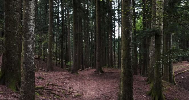 Aerial view of dense coniferous forest in Vallombrosa Italy. Aerial view of dense coniferous forest in Vallombrosa Italy.