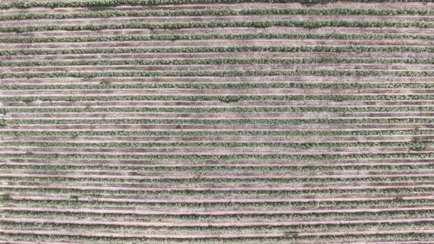 Aerial view of rows of crops in a farm field in Spain. Aerial view of rows of crops in a farm field in Spain.