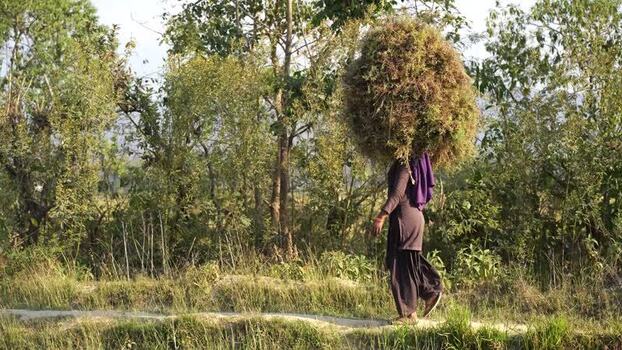 View of a woman carrying fodder on her head Nepal. View of a woman carrying fodder on her head Nepal.