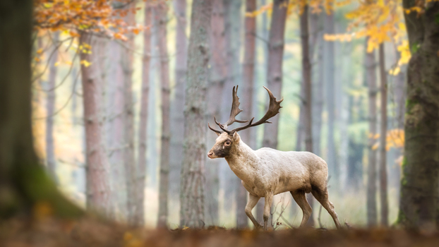 View of a fallow deer with large antlers walking through an autumn forest with golden leaves and tall pine trees in Debrzno Pomeranian Voivodeship Poland. View of a fallow deer with large antlers walking through an autumn forest with golden leaves and tall pine trees in Debrzno Pomeranian Voivodeship Poland.