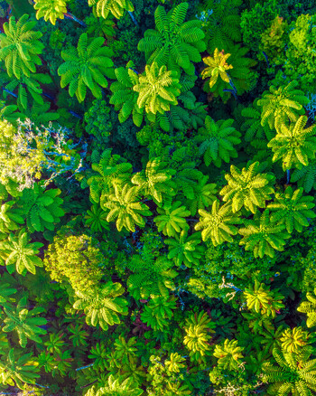 Aerial view of the lush canopy of Redwoods Whakarewarewa Forest with vibrant green fern fronds and dense tree foliage in Rotorua Bay of Plenty Region New Zealand. Aerial view of the lush canopy of Redwoods Whakarewarewa Forest with vibrant green fern fronds and dense tree foliage in Rotorua Bay of Plenty Region New Zealand.