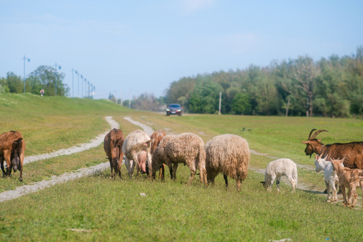 View of a herd of sheep and goats grazing on a lush green field next to a dirt path under a clear blue sky in Futog Vojvodina Serbia. View of a herd of sheep and goats grazing on a lush green field next to a dirt path under a clear blue sky in Futog Vojvodina Serbia.