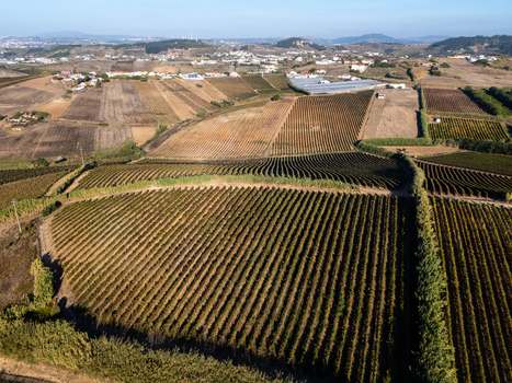 Aerial view of a sprawling vineyard with neatly arranged rows of grapevines surrounded by rolling hills and agricultural fields in Portugal. Aerial view of a sprawling vineyard with neatly arranged rows of grapevines surrounded by rolling hills and agricultural fields in Portugal.